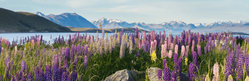 Khám Phá Toàn Cảnh New Zealand: Bắc Đảo - Nam Đảo (9N8Đ)