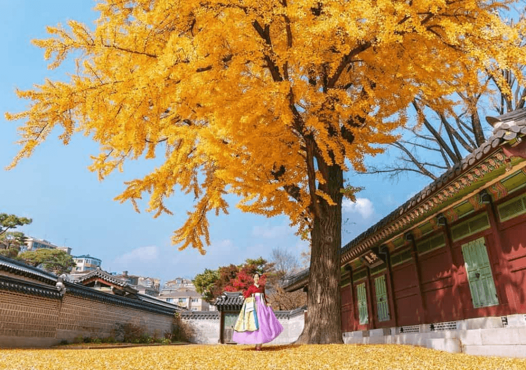 Thu Vàng Xứ Kim Chi: Thiên Đường Đảo Jeju, Hái Quýt & Ngắm Lá Đỏ Đảo Nami (6N5Đ) Thu Vàng Xứ Kim Chi: Thiên Đường Đảo Jeju, Hái Quýt & Ngắm Lá Đỏ Đảo Nami (6N5Đ)